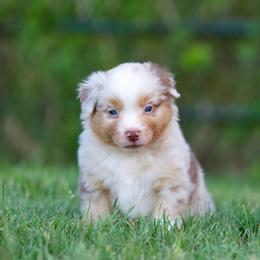 Reggae - Red merle male Miniature American Shepherd puppy in Stephenville, Texas from Diamond H Aussies