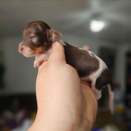 Baby Ruth - Chocolate and tan female Dachshund puppy in Pasco, Washington from G & G Kennel