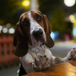 Basset Hound Puppies from Laura Lankford