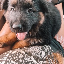 German Shepherd Puppies from Oahu German Shepherds