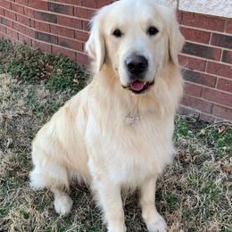 Watson - Golden Retriever