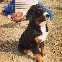Bernedoodle and Bernese Mountain Dog Puppies from Montana Berners