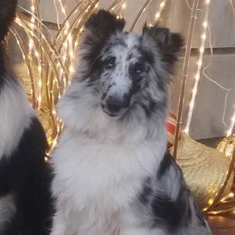 Lyra - Shetland Sheepdog