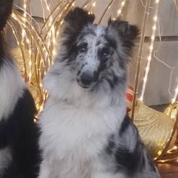 Lyra - Shetland Sheepdog