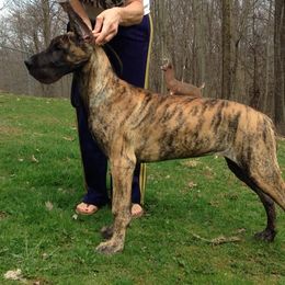 Great Dane Puppies from Weco Danes