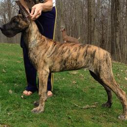 Great Dane Puppies from Weco Danes