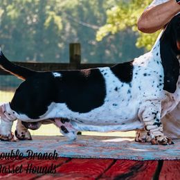 Basset Hound Puppies from Double Branch Basset Hounds