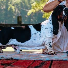 Basset Hound Puppies from Double Branch Basset Hounds