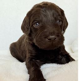 Canyon - Chocolate male Labradoodle puppy in Lubbock, Texas from Lucky Labradoodles