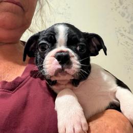 Rielly - Black and white male Boston Terrier puppy in Tenmile, Oregon from High Plains French Bulldogs,Boston Terriers and Frenchtons.