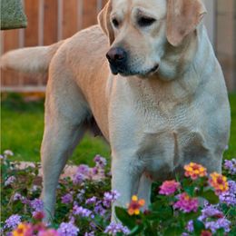 Labrador Retrievers from Sherfire Labrador Retrievers