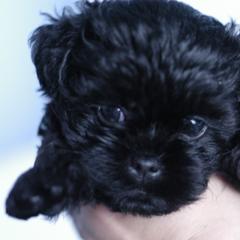 Affenpinscher and Lagotto Romagnolo Puppies from Skyfall and Morena