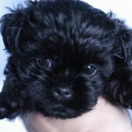 Affenpinscher and Lagotto Romagnolo Puppies from Skyfall and Morena