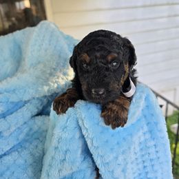 Aussiedoodle Puppies from Louisville Doodles