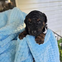 Aussiedoodle Puppies from Louisville Doodles