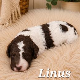 Linus - Parti male Poodle puppy in Dover, Delaware from Dogtastic Poodles