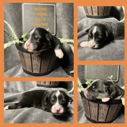 Australian Shepherd Puppies from Kayla's Aussies