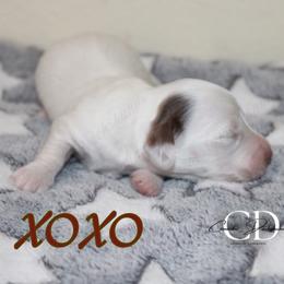 XOXO - Chocolate female Dachshund puppy in Huntington, Texas from Camacho_Dachshunds