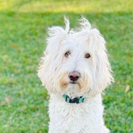 Labradoodle puppies from Florida Doodle