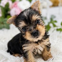 Girl 1 - Blue and gold female Yorkshire Terrier puppy in Stanton, California from Essence of Grace Yorkies