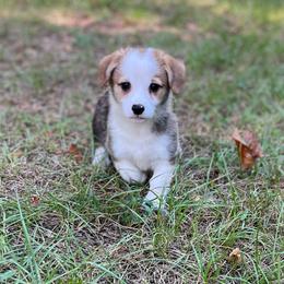 Patriot - Red male Pembroke Welsh Corgi puppy in Hope, Arkansas from Foxy Knoll Farm