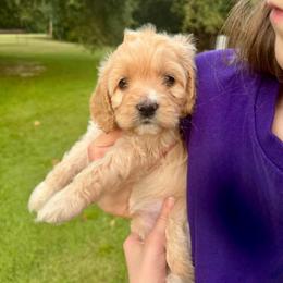 Shelby - Golden female Cockapoo puppy in Tallahassee, Florida from Panhandle Pups