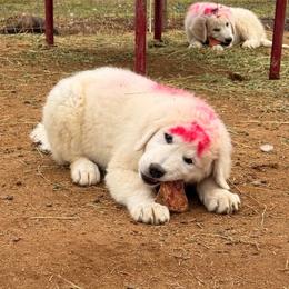 Pink Girl - White female Maremma Sheepdog puppy in Kings County, California from Prancing Pony Farm Maremma Sheepdogs
