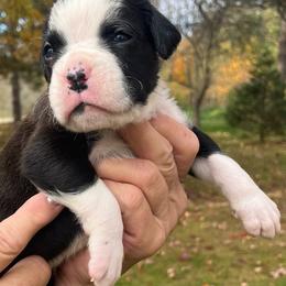 Flashy girl 2 - Brindle female Boxer puppy in Plainwell, Michigan from Hope's Beautiful Boxers