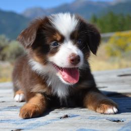 RTF-1 - Red tri-color female Miniature American Shepherd puppy in Baker City, Oregon from Back Country Aussies