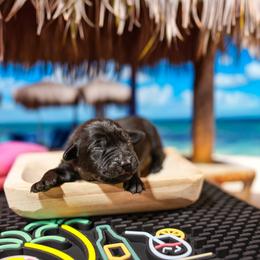 Cosmo (Yellow Collar) - Black male Labrador Retriever puppy in Green Lake, Wisconsin from Breezy Retrievers