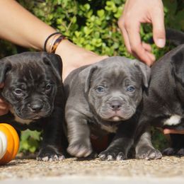 American Bully Puppies from Manuia Kennels