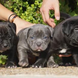American Bully Puppies from Manuia Kennels