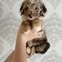 Girl 3 - Aussiedoodle puppy in Davidson, North Carolina from PLUM PUPS