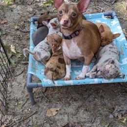 Lucy - Chihuahua