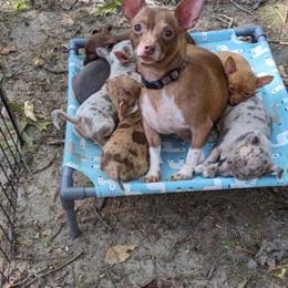 Lucy - Chihuahua