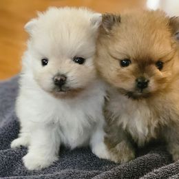 Pomeranian Puppies from Cardián Pomeranians