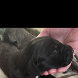 Great Dane Puppies from East Coast Great Danes