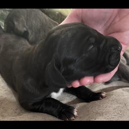Great Dane Puppies from East Coast Great Danes