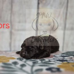 Rod - Chocolate male Labrador Retriever puppy in Rogue River, Oregon from PNW Labradors