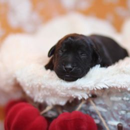 Orange Collar Female - Black female Labrador Retriever puppy in Williamston, Sc, South Carolina from Dutton Dog Co & Dalla Grazia Doberman