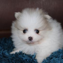AKC Puma - Cream sable parti male Pomeranian puppy in Albany, Indiana from Hatz Off Puppies