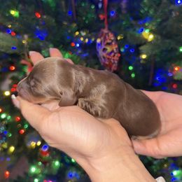 Solid choc Female - Chocolate and tan female Dachshund puppy in Woodward, Oklahoma from Oklahoma AKC Miniature Dachshunds