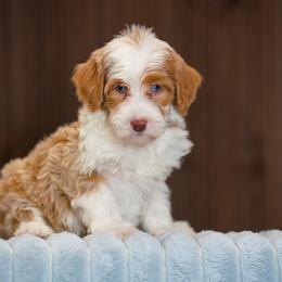 Dakota - Yellow and white female Bernedoodle puppy in Dundee, Ohio from Down Home Doodle