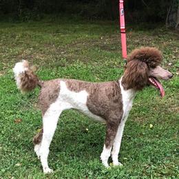 Laney - Poodle