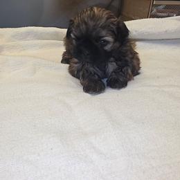 Jinu - Sable male Shih Tzu puppy in Mesa, Arizona from House of Zen Shihtzus