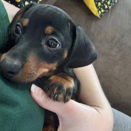 Dachshund Puppies from White River Valley Kennel