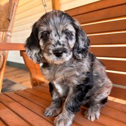 June - Black and tan female Cockapoo puppy in Ellaville Ga, Georgia from Lakeside Cockapoos