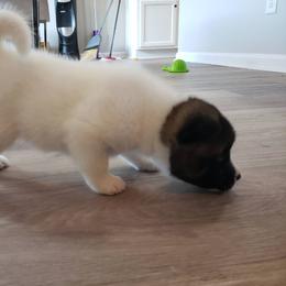 Akita Puppies from Georgia Bred Akita Bears