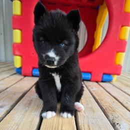 Ontario - Black female Siberian Husky puppy in Addison, Michigan from Gray Run Siberian Huskies
