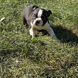 Vale - Black and white male Boston Terrier puppy in Fillmore, Illinois from Wind Hill Puppies